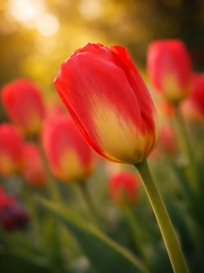 Tulipa "Red Alert"