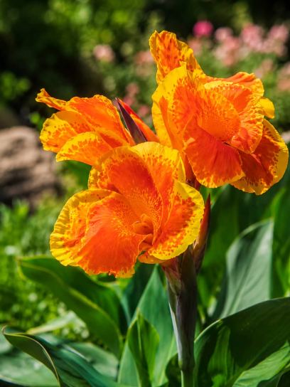 Canna "Color Clown"