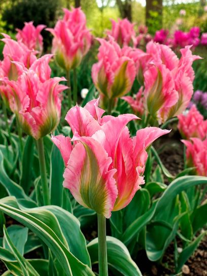 Tulipa "China Town"
