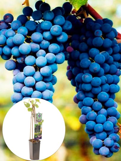 Raisin "Regent" conteneur (P11)