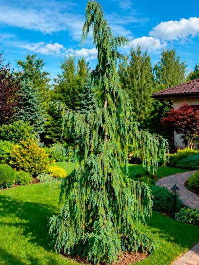 False Cypress "Pendula" container (C4)