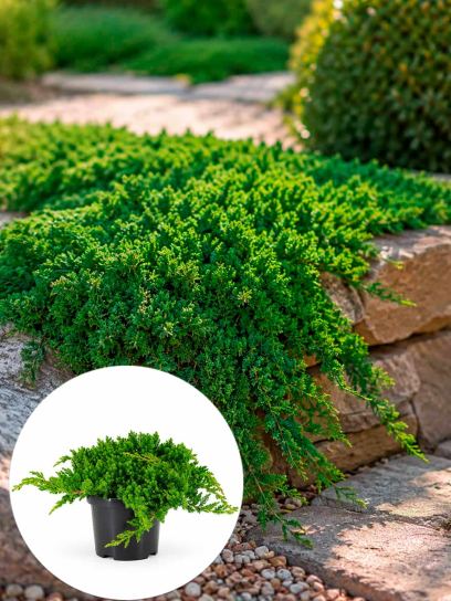 Juniperus procumbens "Nana" container (Р19)