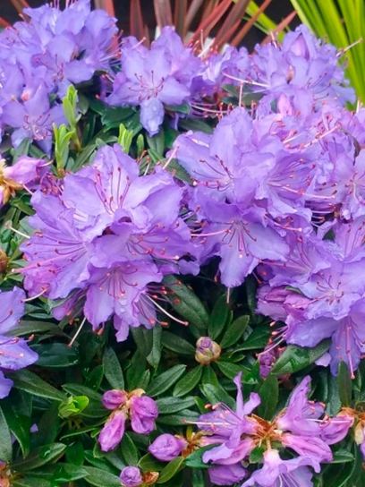 Rhododendron `Night Sky` Container (P17)