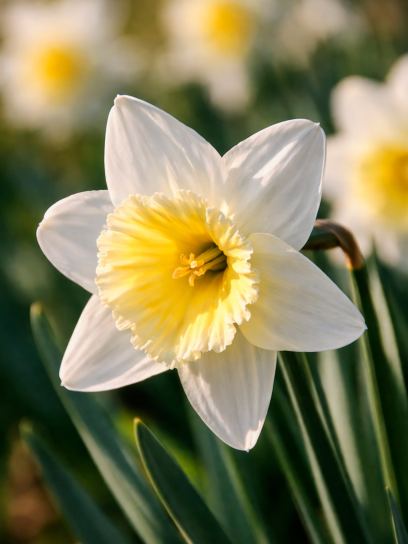 Narcis "Ice Follies"