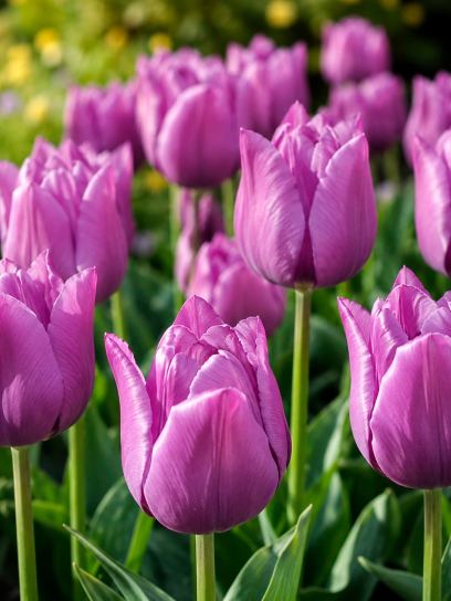 Tulipa "Bleu Aimable"