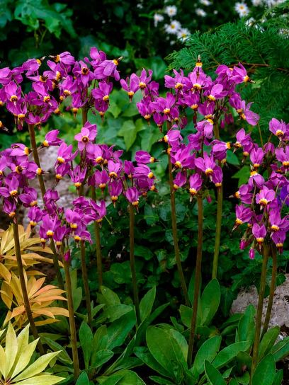 Dodecatheon meadia "Aphrodite"