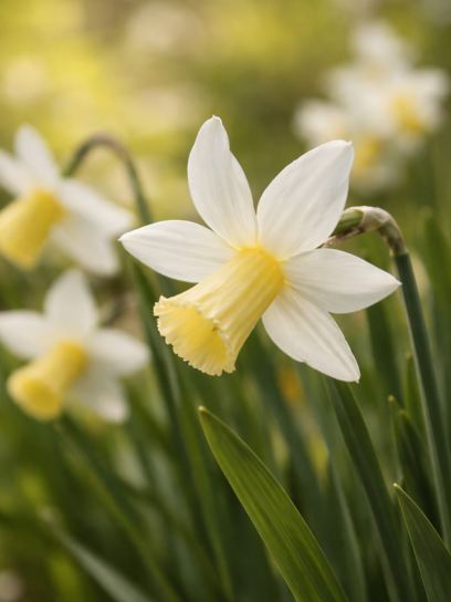 Narcissus "Jenny"