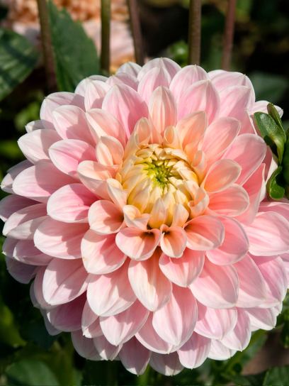 Dahlia "Faye" BIO