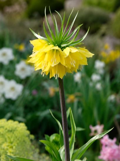 Fritillaria "Early Sensation"