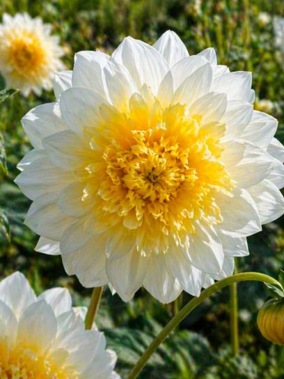 Dahlia "Freya's Paso Doble"