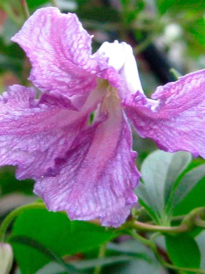 Clematis „Betty Corning“ contenedor (C2)