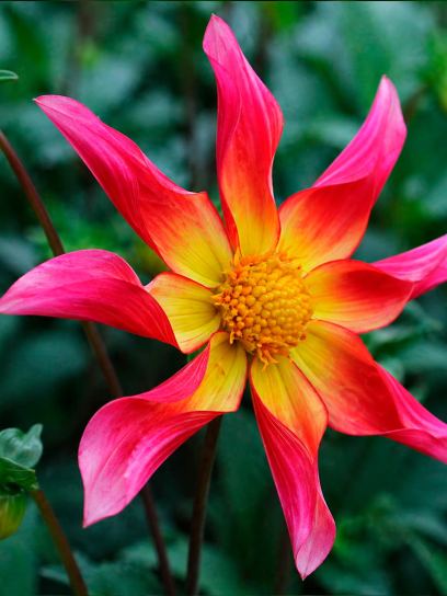 Dahlia "Honka Surprise"