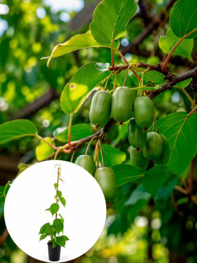 Actinidia Kolomikta container (P17)