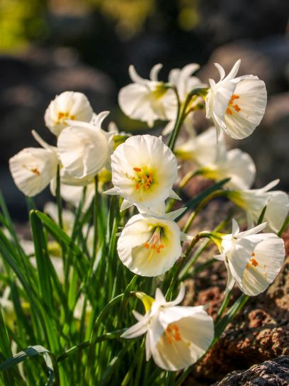 Narcis "Arctic Bells"