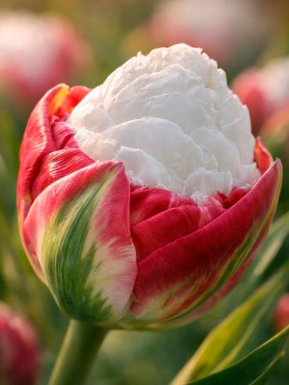 Tulip "Ice Cream"