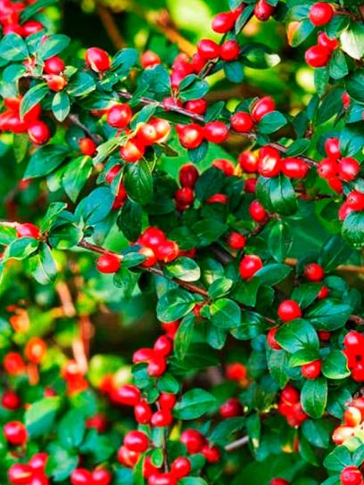 Cotoneaster "Eichholz" container (P0.5)