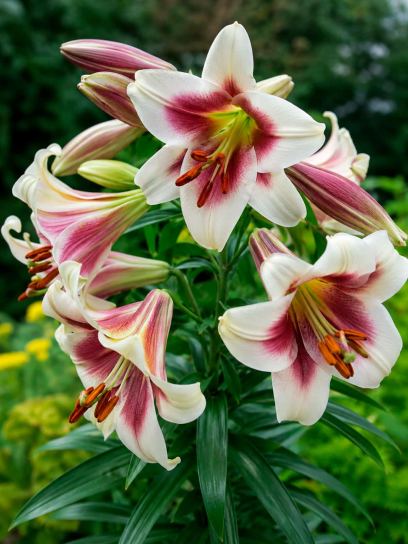 Lilium "Passion Moon"