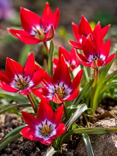 Tulipa "Tiny Timo"