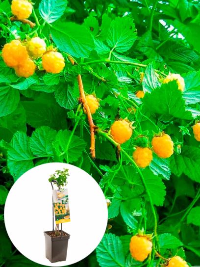 Raspberry "Fall Gold" container (P18)