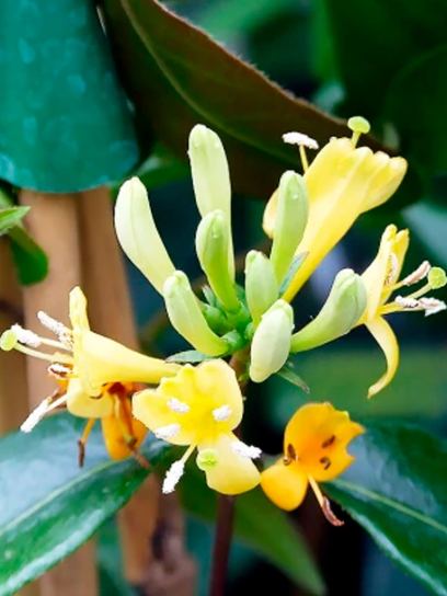 Honeysuckle "Copper Beauty" container (C2)