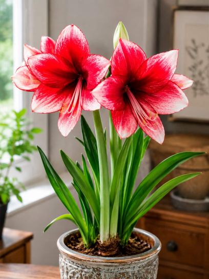 Hippeastrum "Daphne"
