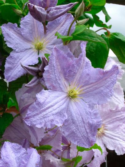 Clematis "Blekitny Aniol" contenedor (C2)