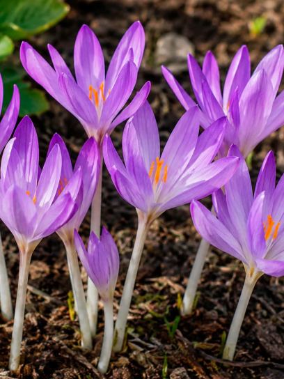 Colchicum autumnale