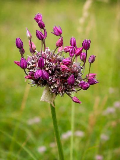 Allium scorodoprasum "Art"