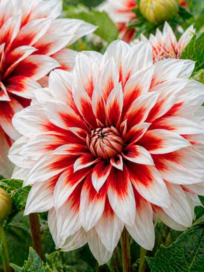Dahlia "Catching Fire"