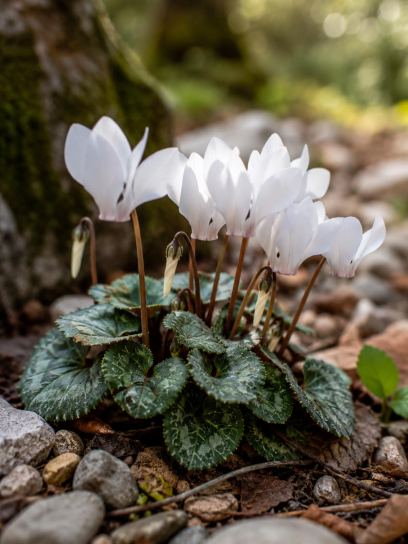 Cyclamen hederifolium var albiflorum