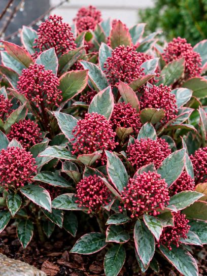 Skimmia ‘Perosa’ (Japanese)