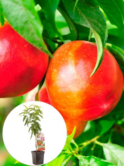 Nectarine container (P18)