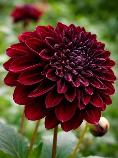 Dahlia "Soulman"