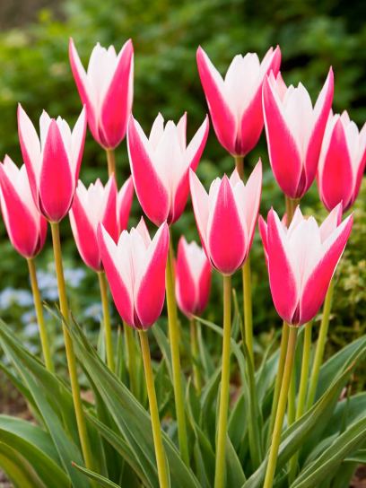 Tulipa clusiana "Peppermintstick"