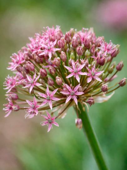 Allium "Toabago"