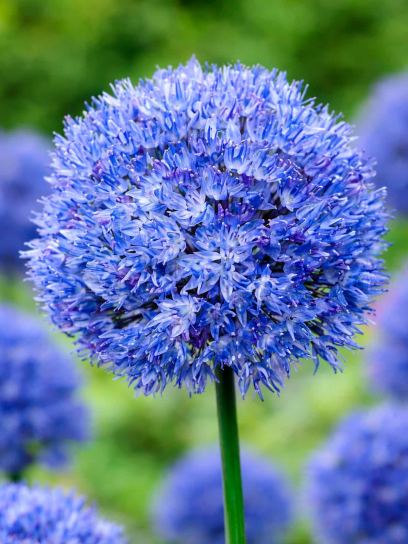 Allium caeruleum