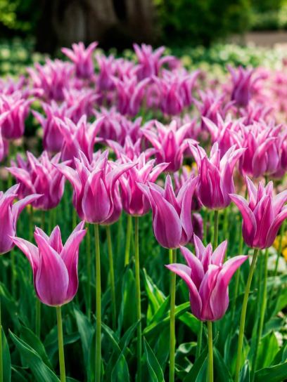 Tulipa "Ballade"