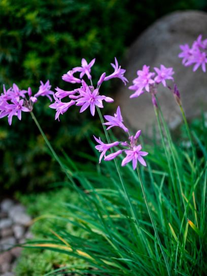 Tulbaghia violacea "Silver Lace"
