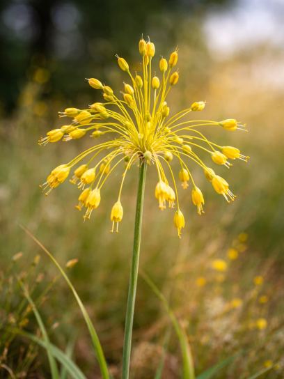Allium flavum
