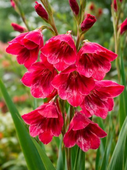 Gladiolus papilio "Ruby"