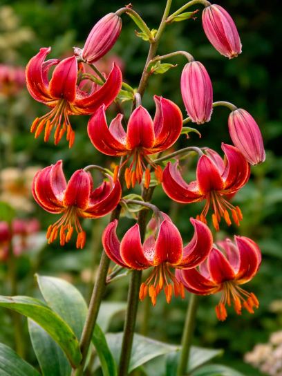 Lilium martagon "Claude Shride"