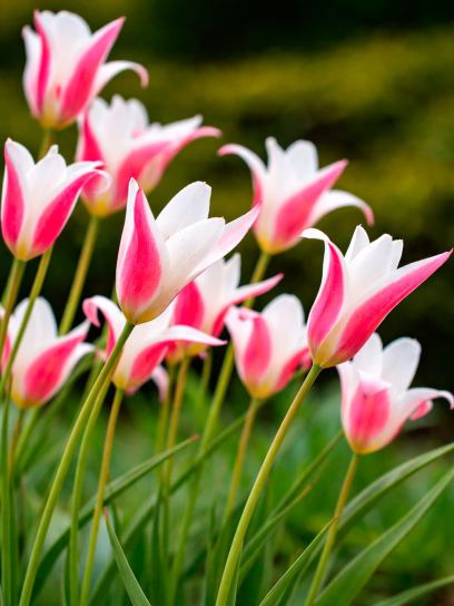 Tulipa clusiana "Lady Jane"