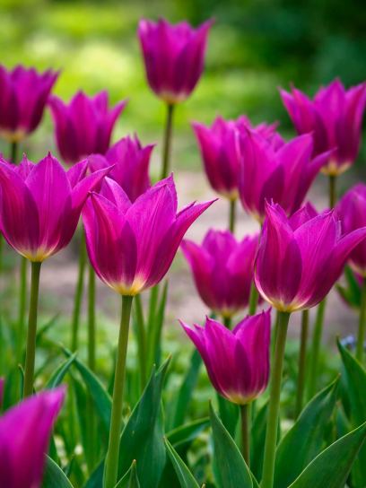 Tulipa "Purple Dream"