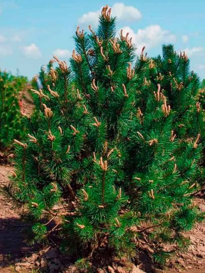 Pine "Uncinata" container (C3.4)