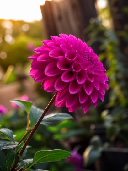 Dahlia "Purple Fox"