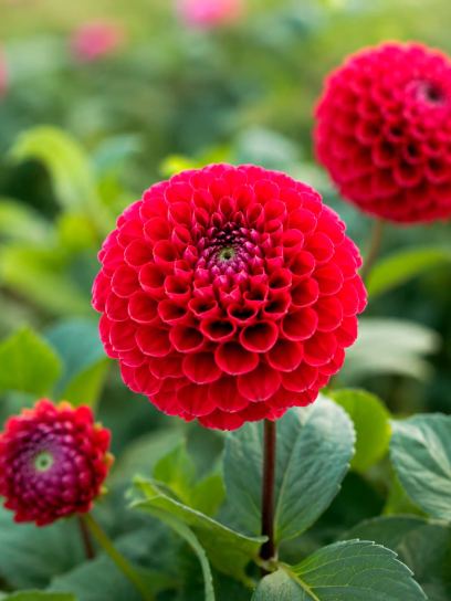 Dahlia "Natal"