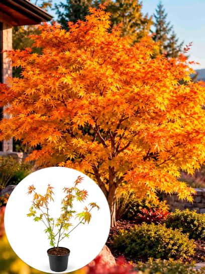 Japanese maple ‘Orange Dream’ container (P19)