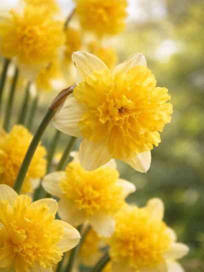 Narcissus "Full House"