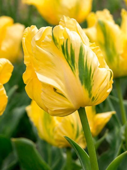 Tulip "Yellow Madonna"