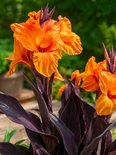Canna "Wyoming"